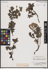 Foto von Salix breviserrata Flod.